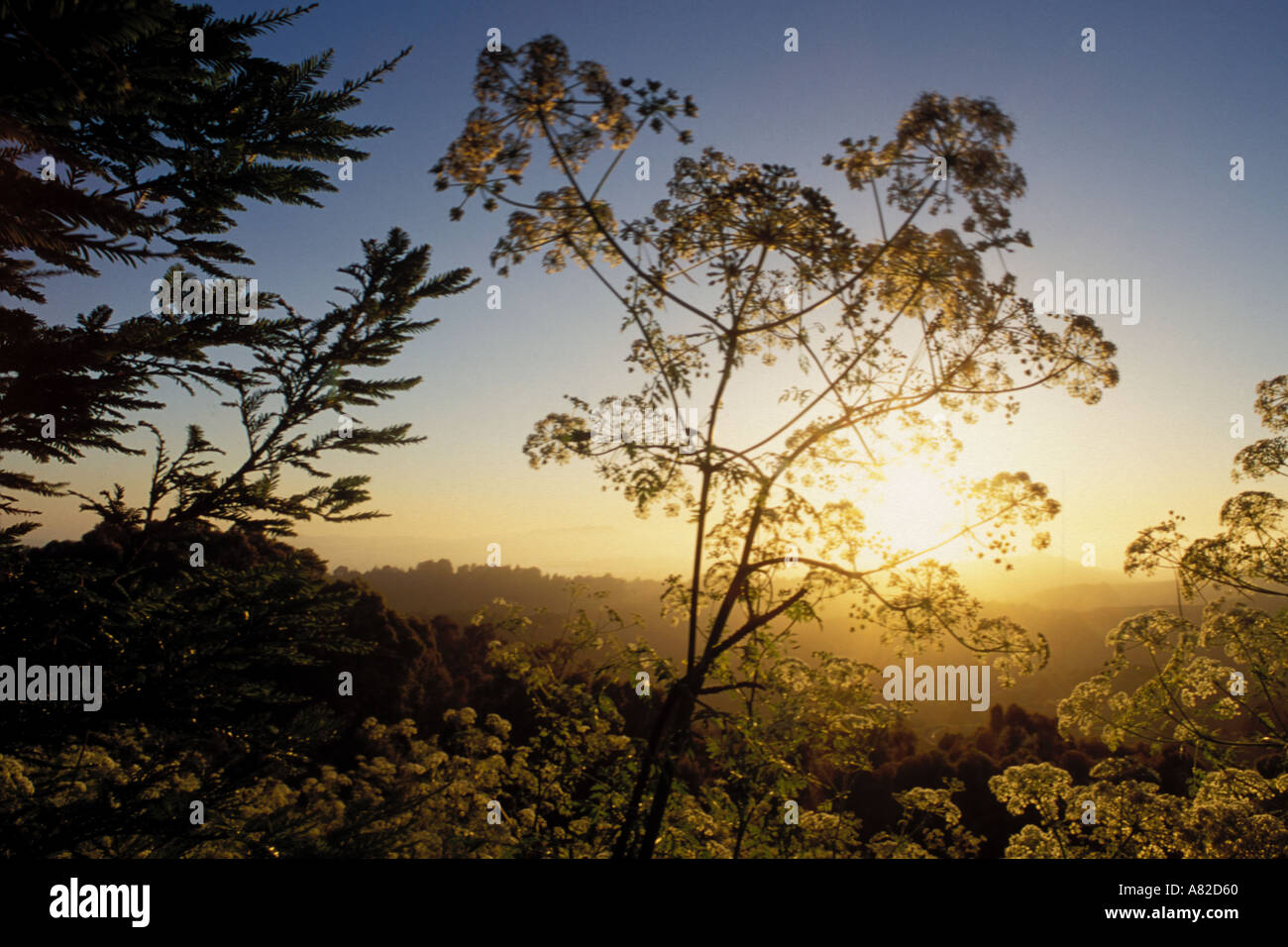 Kalifornien, East Bay Parks, Tilden Regional Park, Kuh Pastinak auf Vollmer Peak Stockfoto