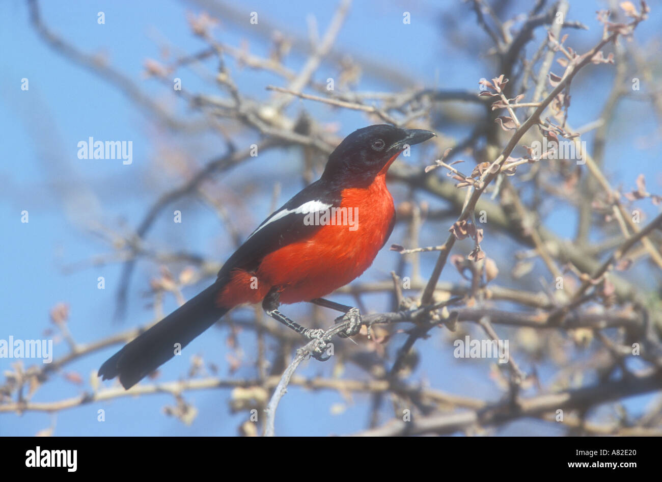 CRIMSON BREASTED SHRIKE Lanarius atrococcineus Stockfoto