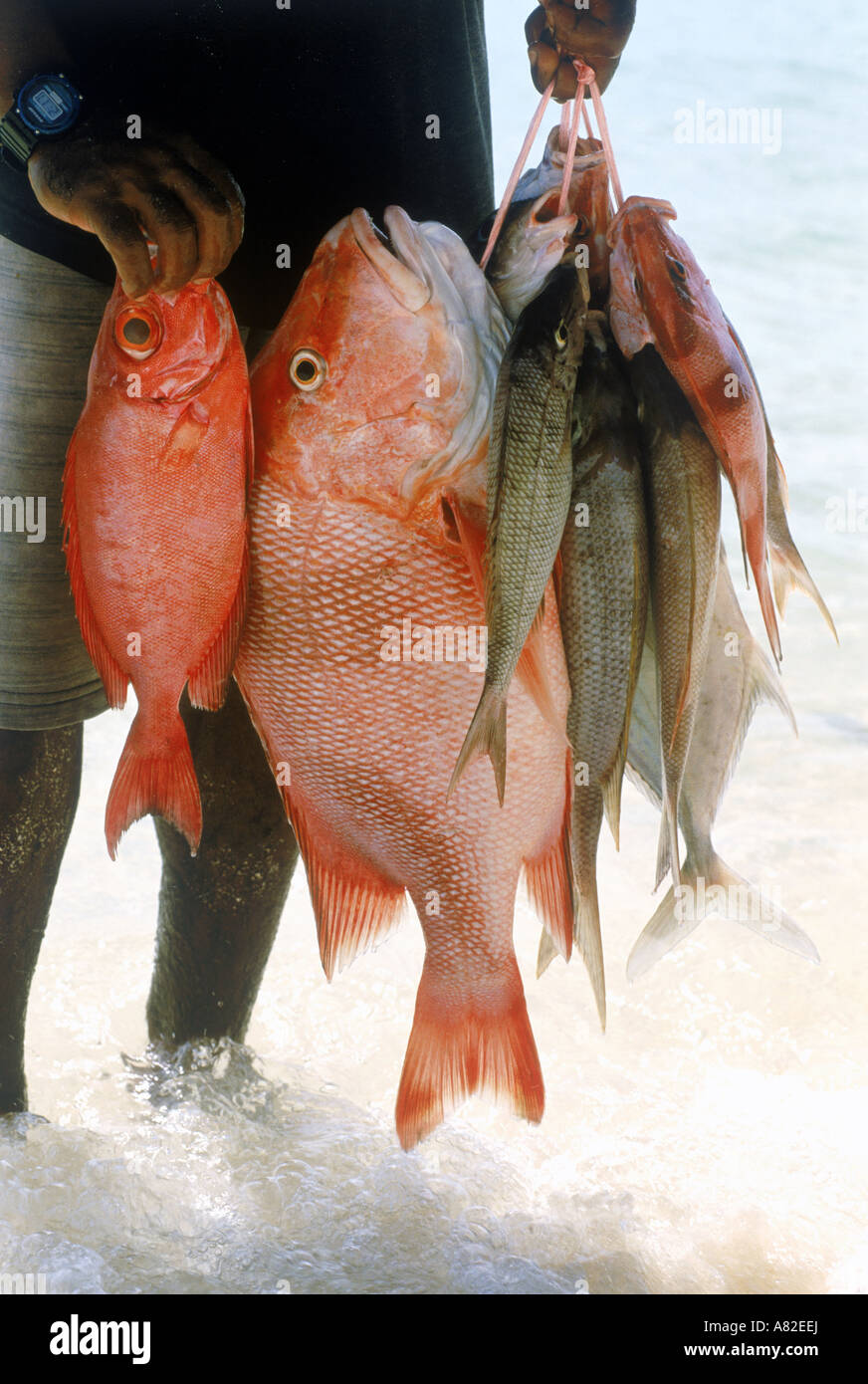Mann hält frisch gefangen Fisch am Strand in Seychellen Stockfoto