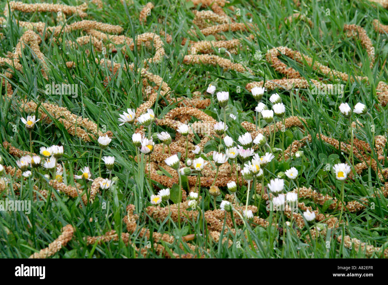 Die Kätzchen Betula Ermanii fallen unter Gänseblümchen Stockfoto