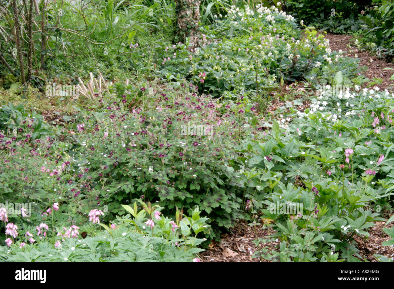 Undercanopy Pflanzen für den Garten Waldboden Stockfoto