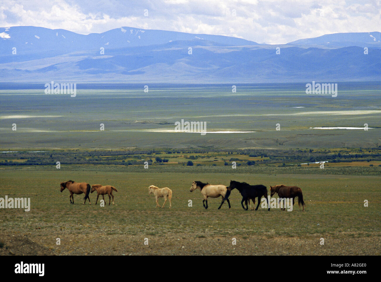 Pferde in der Steppe, Altai, Russland Stockfotografie - Alamy