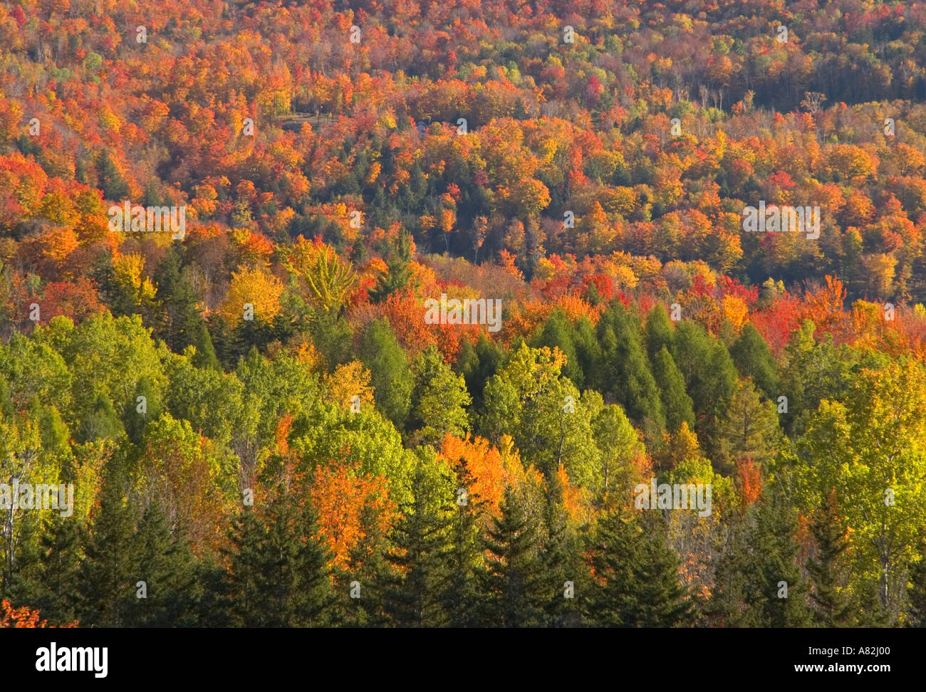 Herbstliche Bäume, Vermont, New England, USA Stockfoto