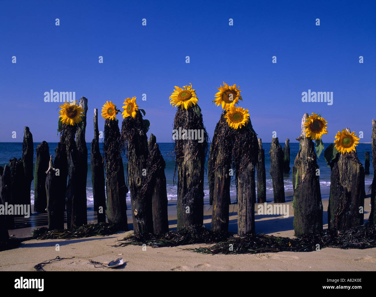 Sonnenblumen platziert auf Holzpfosten im Atlantischen Ozean, Southampton Beach, Long Island, New York, USA Stockfoto