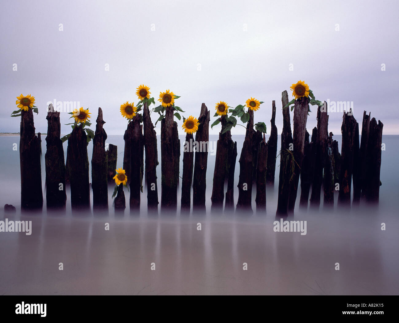 Sonnenblumen platziert auf Holzpfosten im Atlantischen Ozean, Hampton Buchten Beach, Long Island, New York, USA Stockfoto
