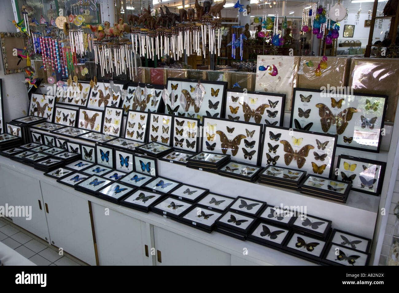 Schmetterlinge kaufen in Thailand Stockfoto