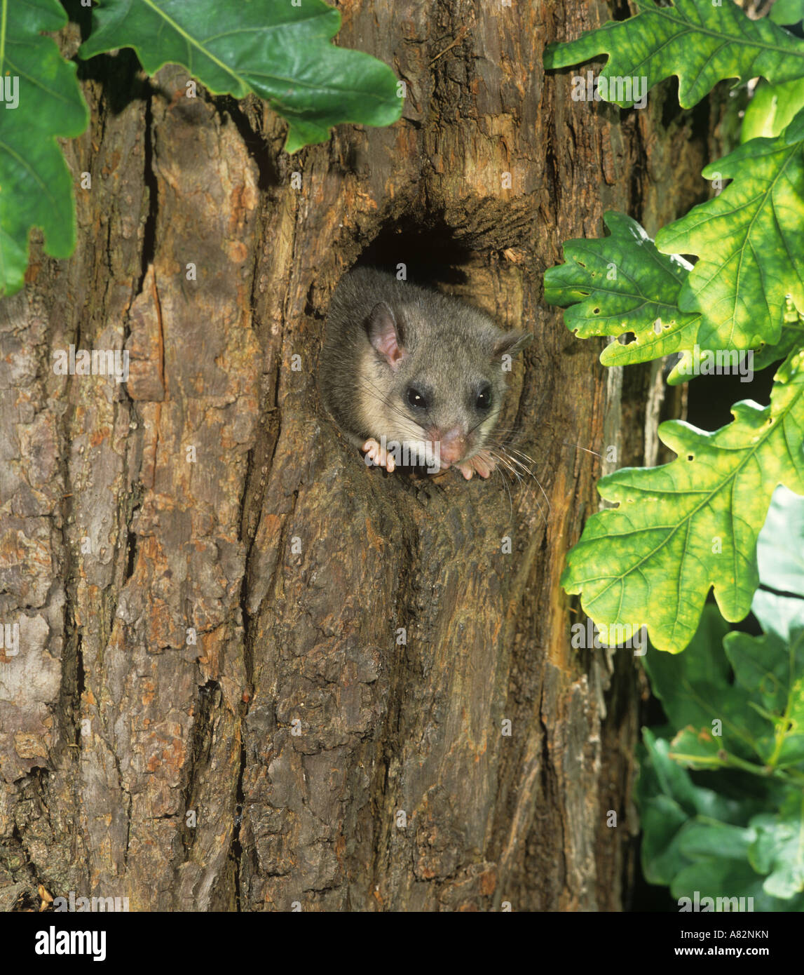 Genießbare Siebenschläfer Glis glis Hertfordshire Stockfoto