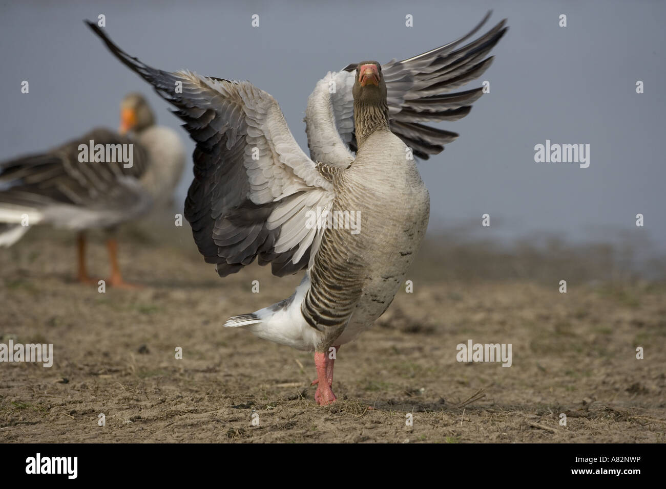 Graugans Gänse Anser anser Stockfoto