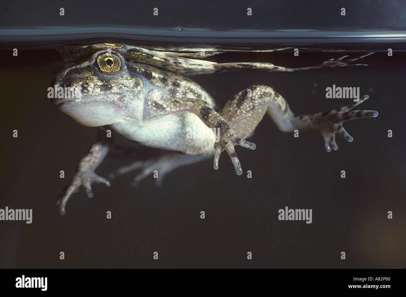 junge Petersilie Frosch Pelodytes Punctatus schwimmen Stockfoto