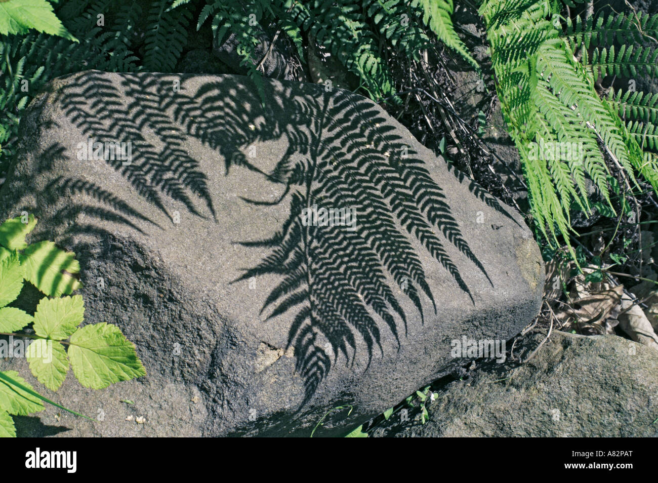 kentia palme wachstum pro jahr Kentia Palme - Howea Forsteriana - 200 cm