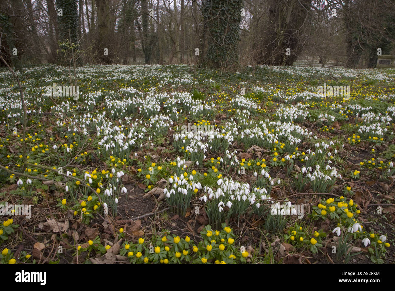 Schneeglöckchen und Winter Aconites in Blume im Wald Garten im Februar Stockfoto