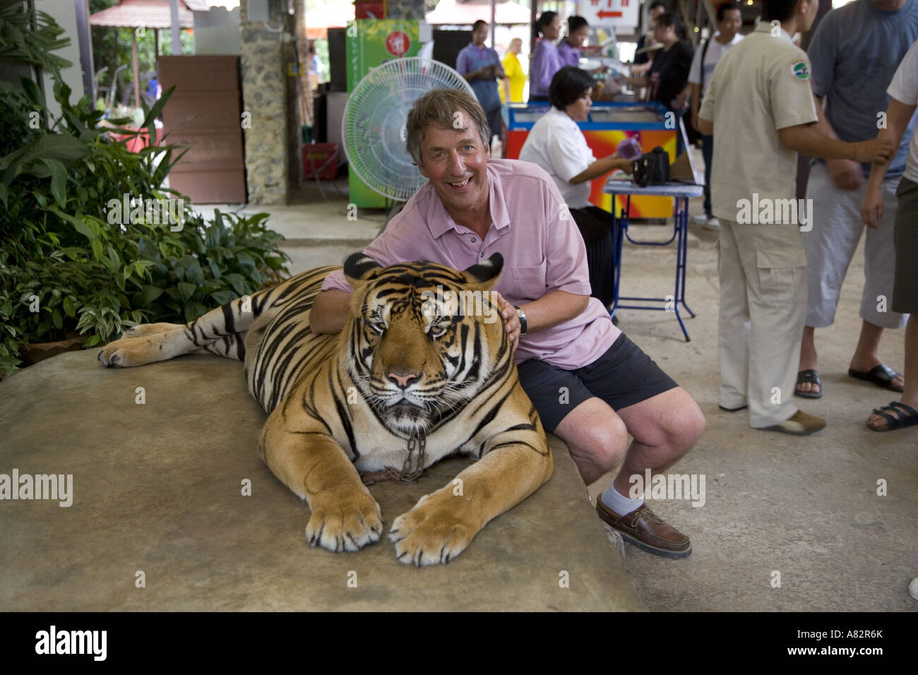 Tiger im Zoo von Thailand für Touristen posieren Stockfoto