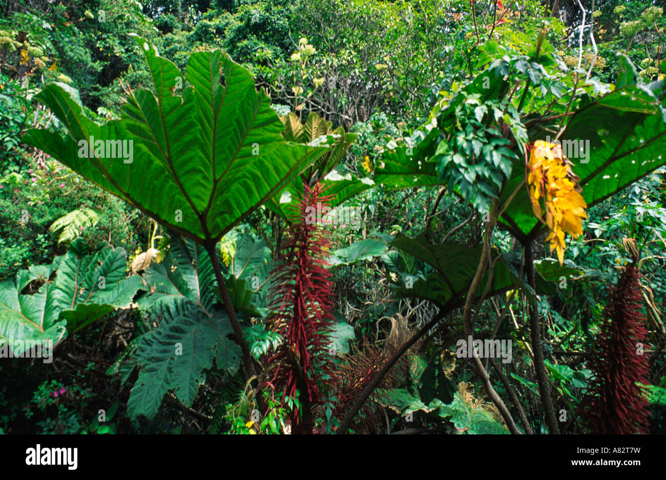 Tropischen Regenwald von Costa Rica Stockfoto