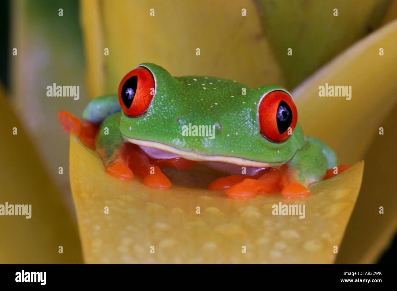 Red Eyed Laubfrosch, Agalychnis callidryas Stockfoto