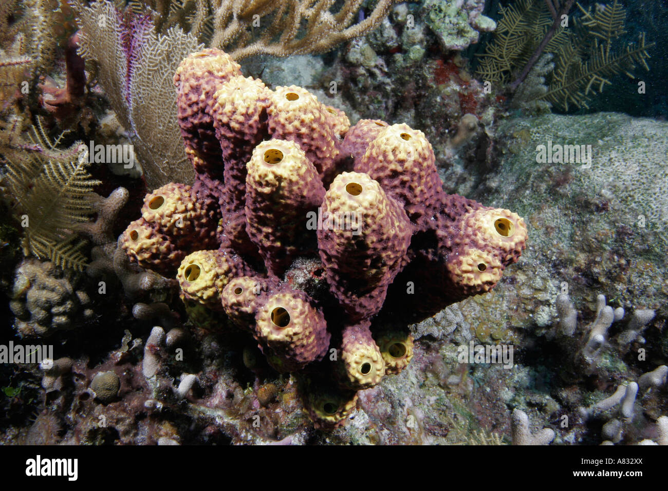 Rohr Schwamm Kolonie, Exumas, Bahama Inseln Stockfoto