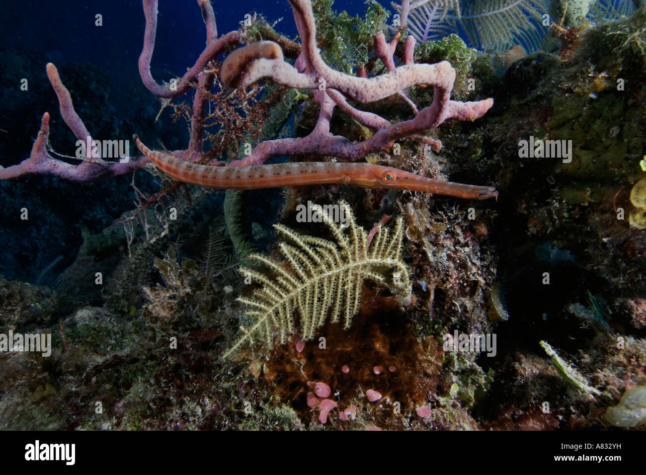 Trumpetfish, Aulostomus Maculatus, Florida Keys National Marine Sanctuary, Florida Stockfoto