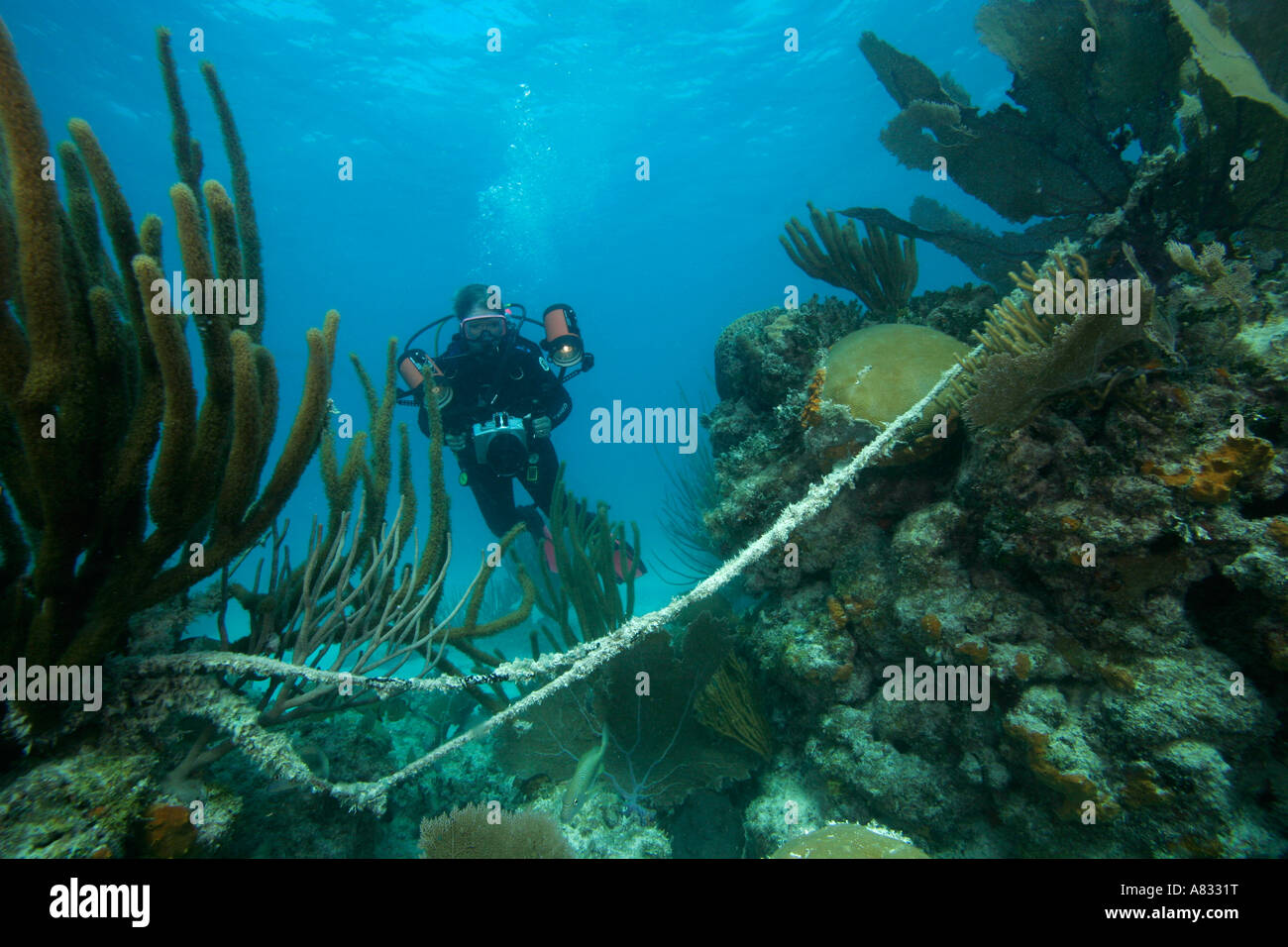 Unterwasser-Fotografen untersucht ausrangierte Anker Linie Beschädigung Korallenriff, Florida Keys National Marine Sanctuary, Florida Stockfoto