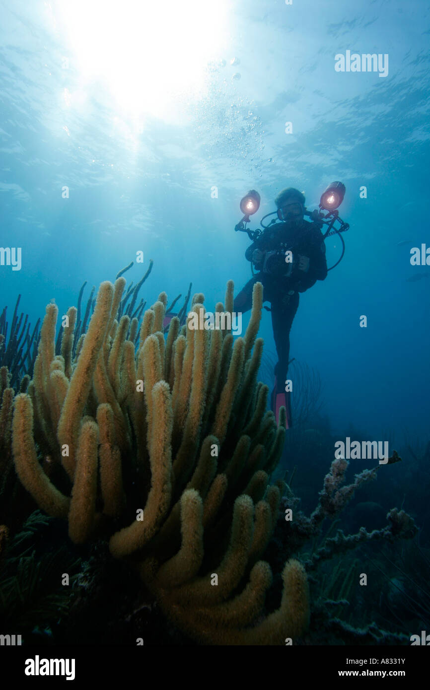 Unterwasser-Fotografen schwebt über Weichkorallen, Florida Keys National Marine Sanctuary, Florida Stockfoto
