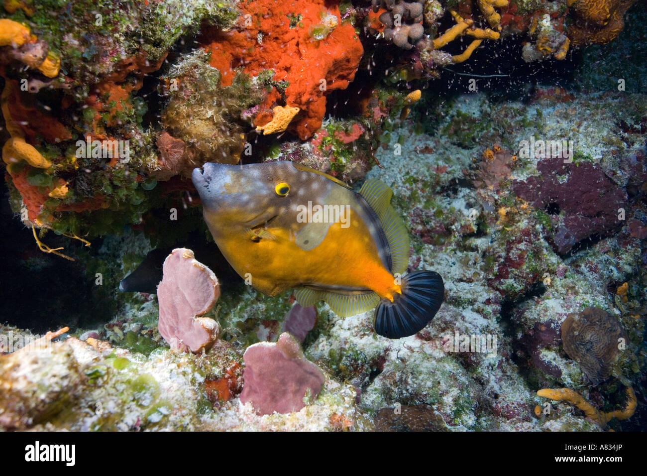 Drückerfische im farbenprächtigen Korallen Unterwasser Cozumel Mexiko festlegen Stockfoto