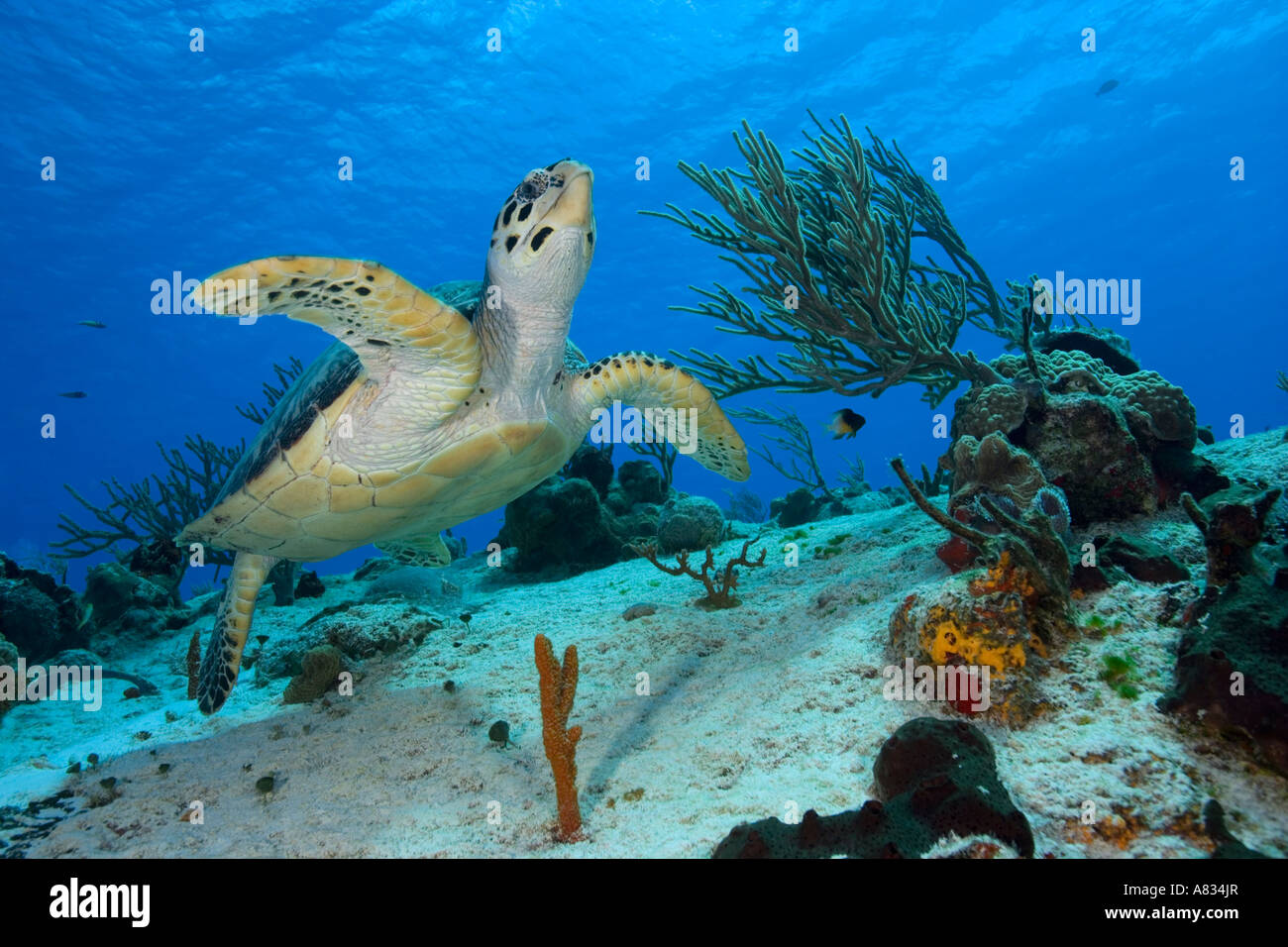 Grüne Schildkröte schwimmen in der Nähe von unten Unterwasser Cozumel Mexiko Stockfoto
