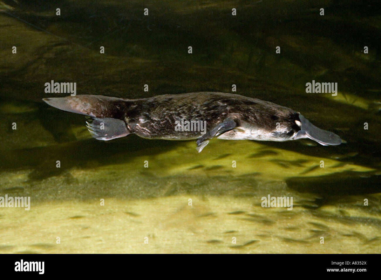 DUCKBILL PLATYPUS, Ornithorhynchus Anatinus, Australien Stockfotografie ...