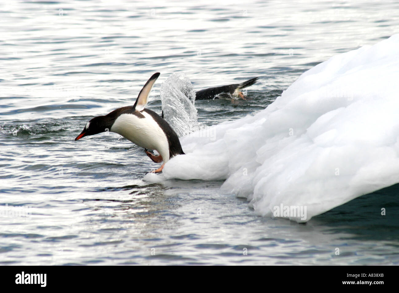 Gentoo Pinguine spielen im Meer und auf Eisplatte in der Antarktis Stockfoto