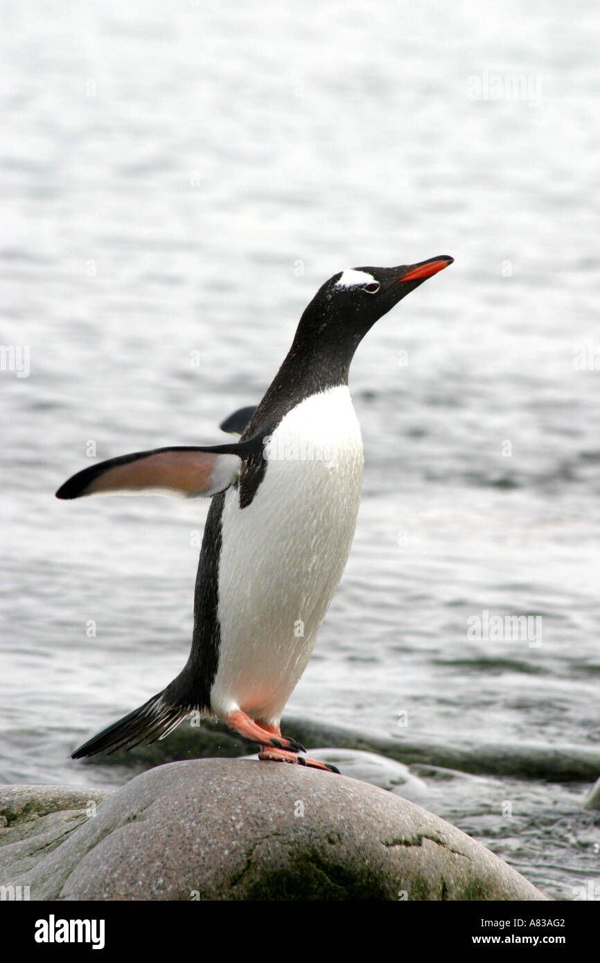 Gentoo Penguin auf Felsen in der antarktischen Halbinsel Stockfoto