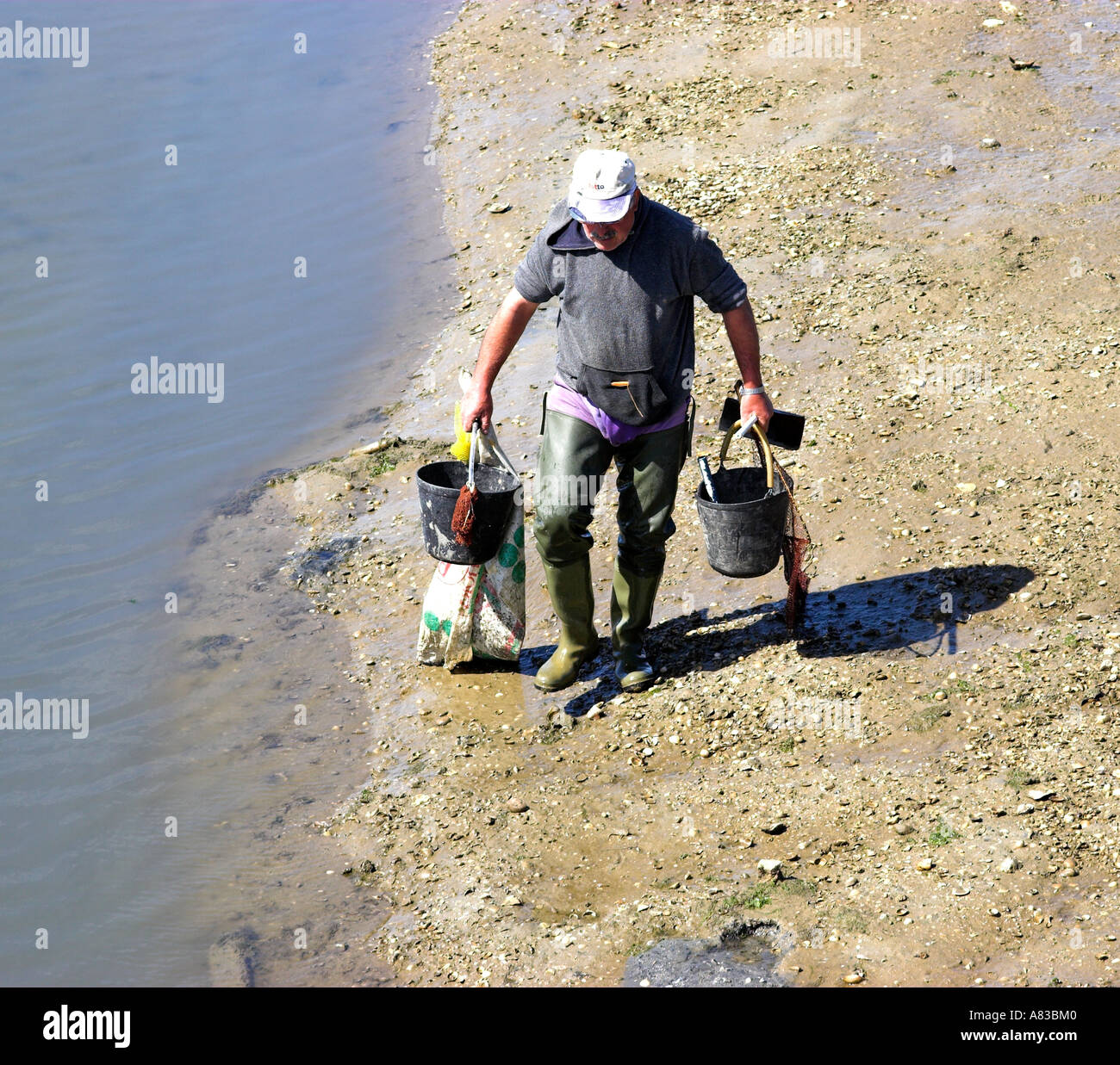 Herzmuschel-Picker, früh nach dem zurückweichenden Flut. Stockfoto