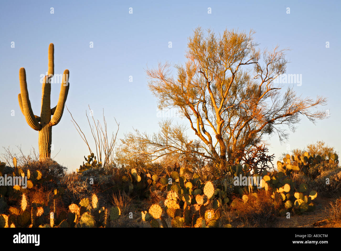Rincon Mountain District oder Tucson Arizona Saguaro Osten Saguaro-Nationalpark Stockfoto