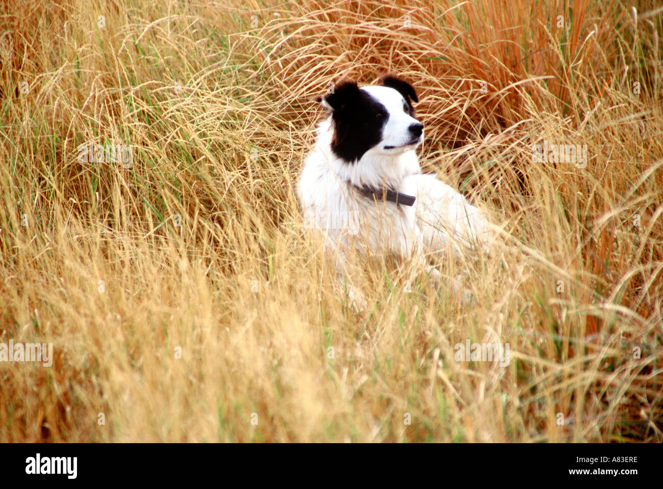 Ein Cowdog, das lange Gras ausruhen Stockfoto