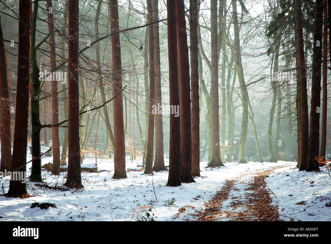 Winterlichen Wald auf Usedom, eine Insel in der Ostsee, Mecklenburg-Vorpommern, Deutschland Stockfoto