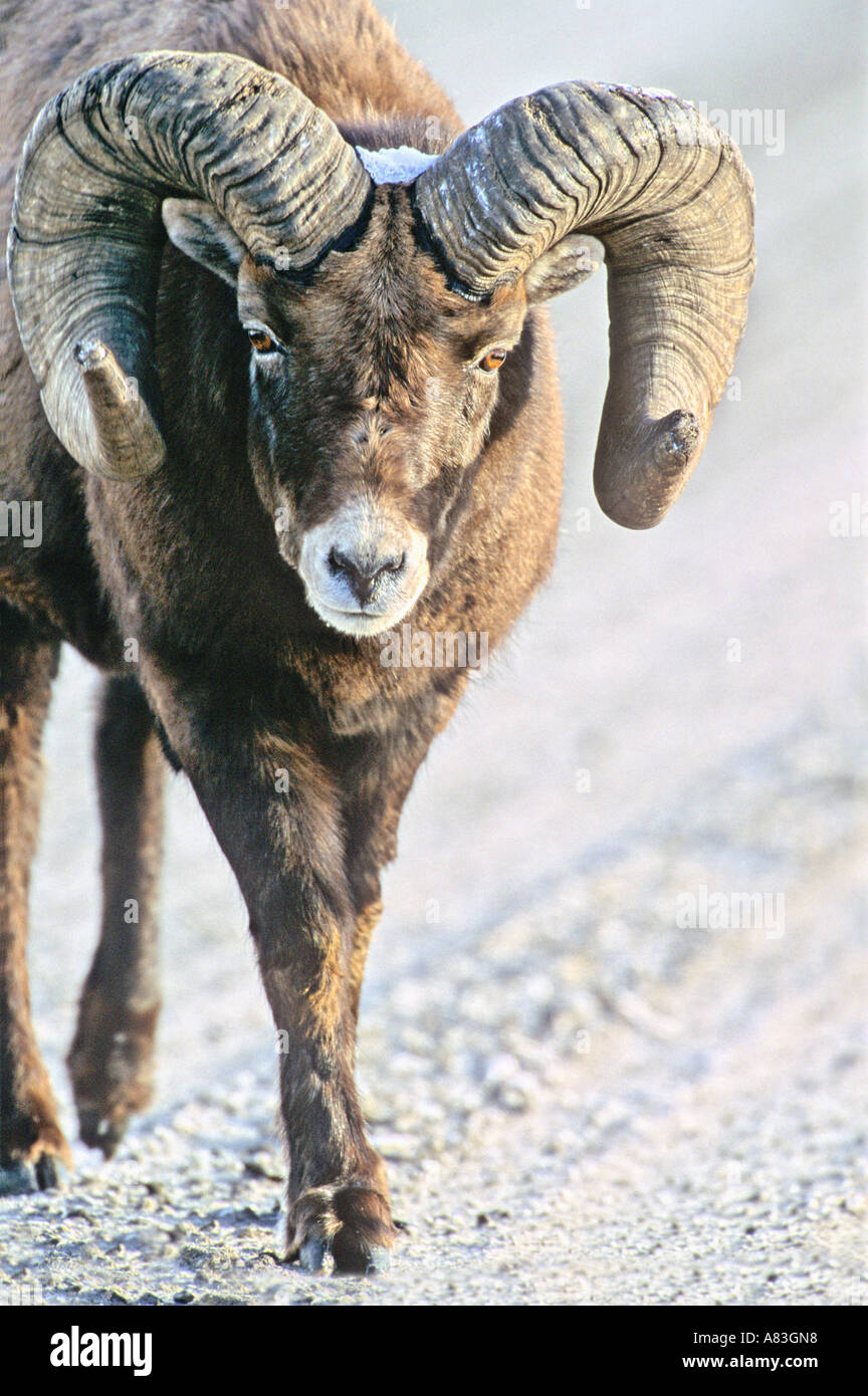 Bighorn Schafe wandern Stockfoto