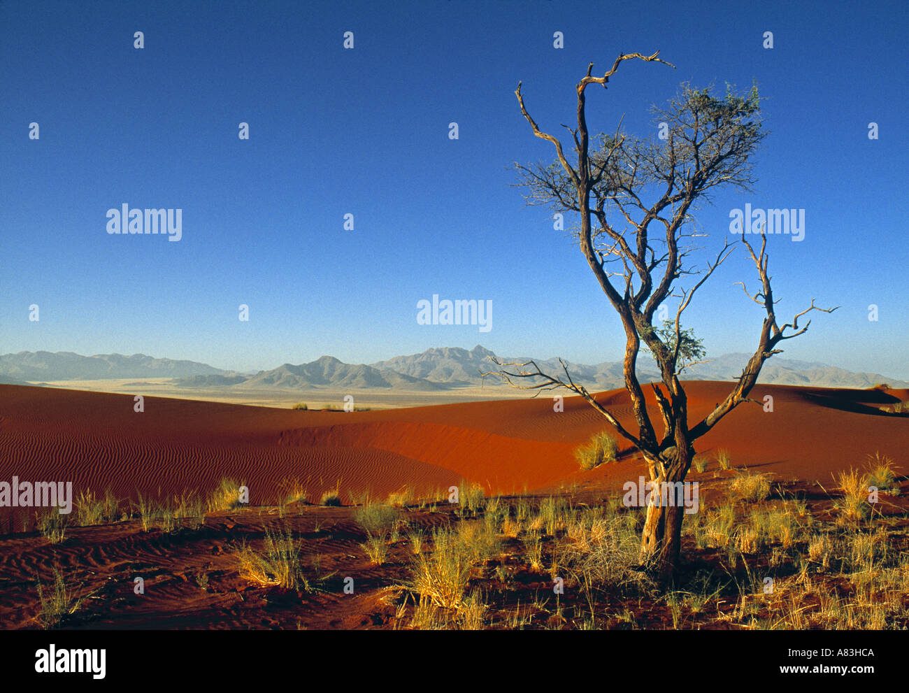 NamibRand Nature Reserve, Namibia Stockfoto