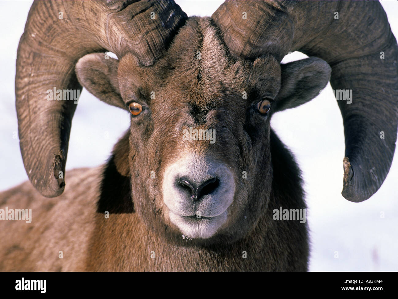 Bighorn Schafe Porträt Stockfoto