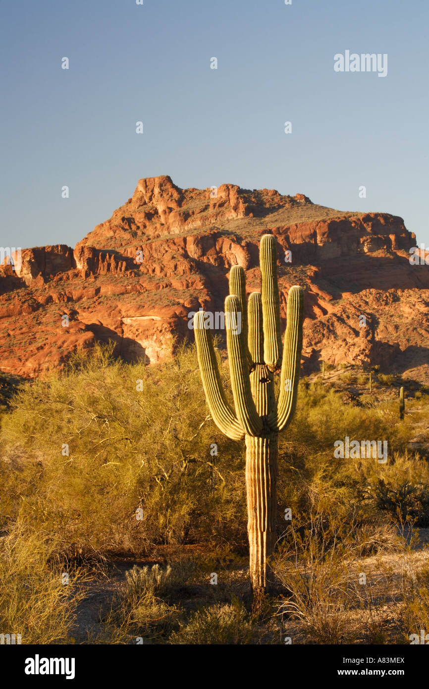 Saguaro-Kaktus und roter Berg in der Nähe von Phoenix Arizona Stockfoto