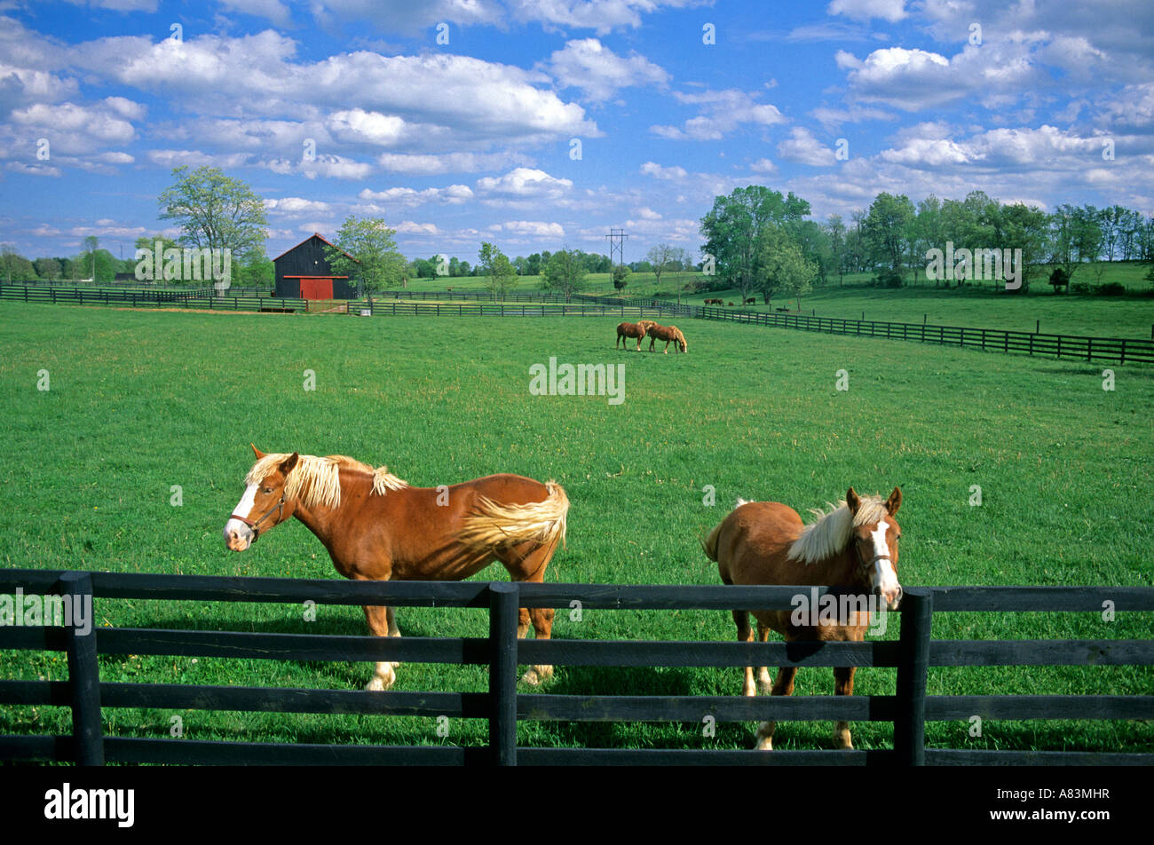Arbeitspferde in der Nähe von Paris Kentucky Stockfoto