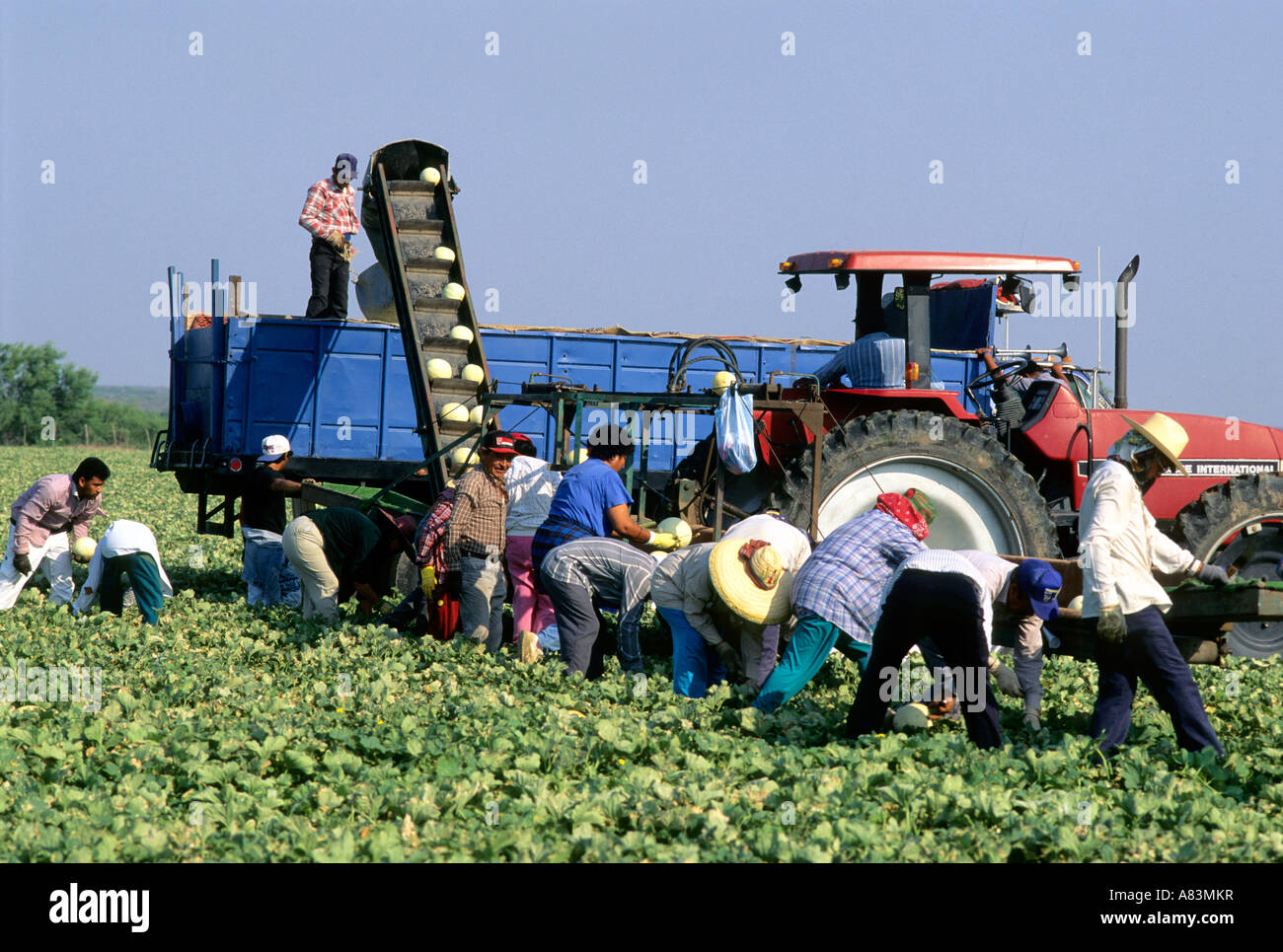 Zugewanderten Landarbeiter Ernte Honigmelonen im Rio Grande Valley Texas Stockfoto