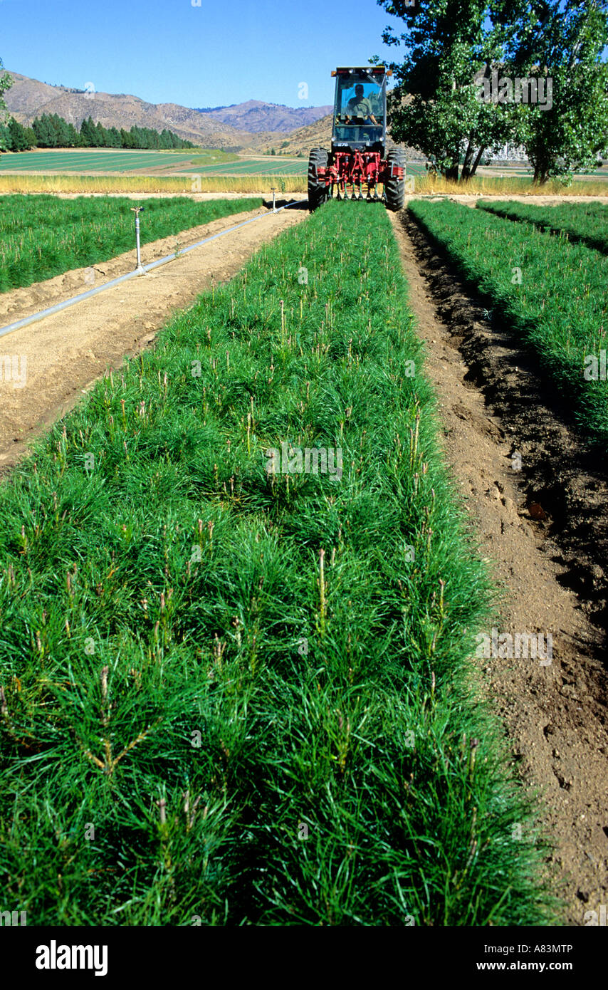 Forstdienst Baumschule in Idaho Stockfoto