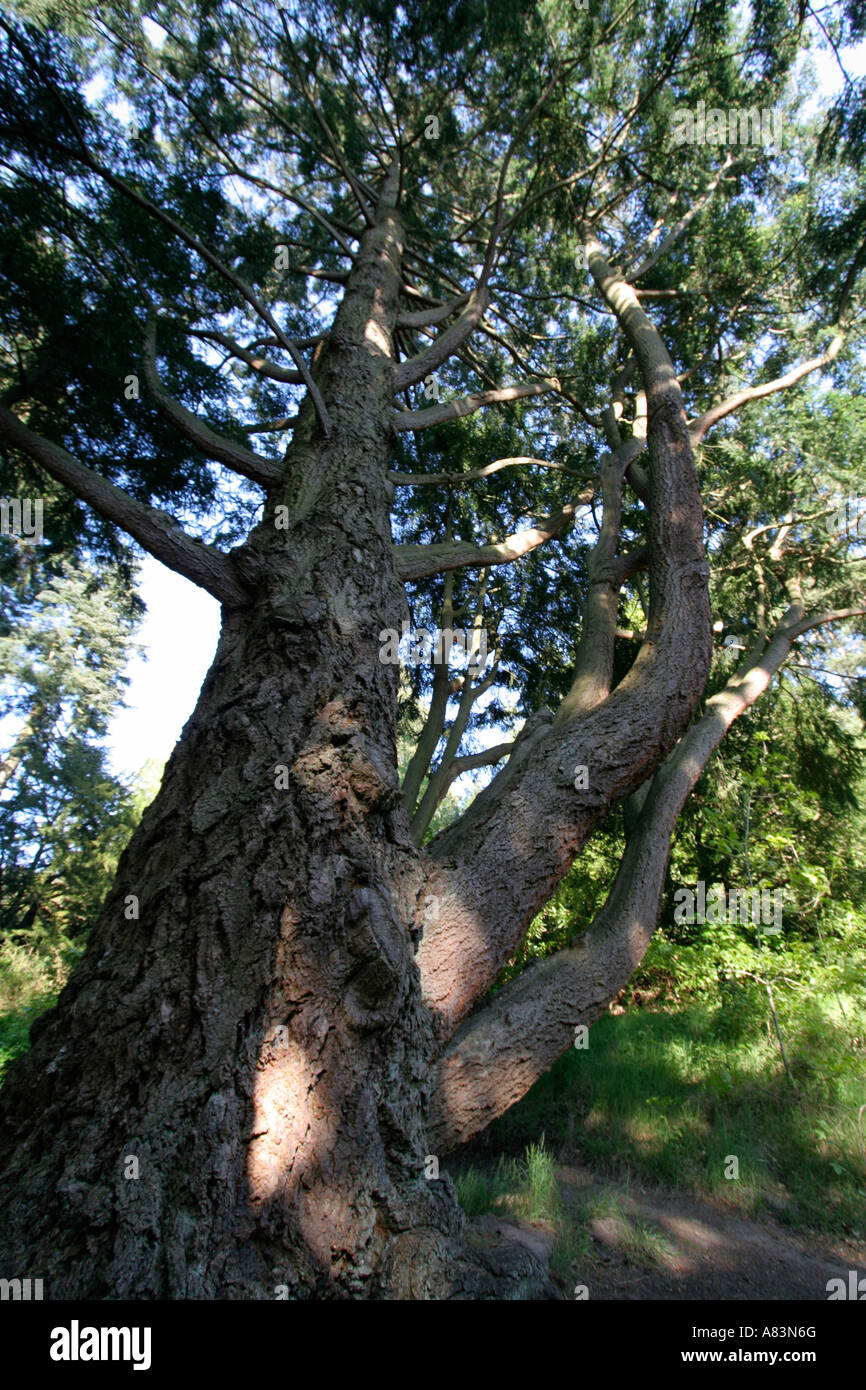 Cragside House Gärten reifen Baum Northumberland England Stockfoto