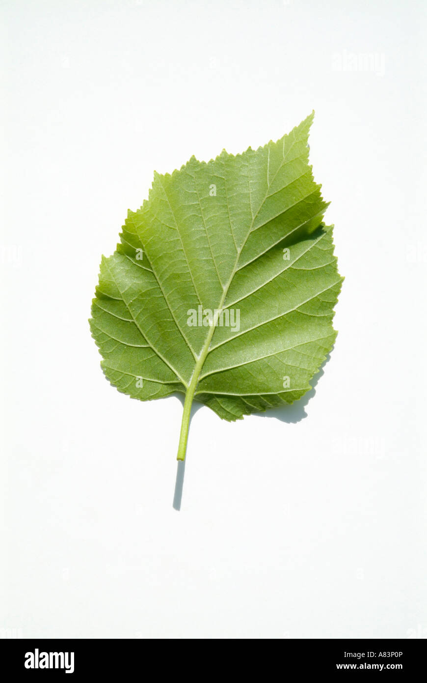 Papier-Birke - Betula Papyrifera-Blätter mit weißem Hintergrund Stockfoto