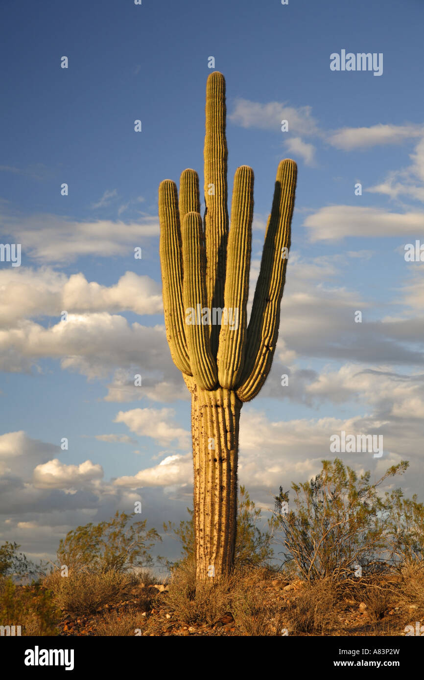 Saguaro-Kaktus in Fountain Hills in der Nähe von Phoenix Arizona Stockfoto