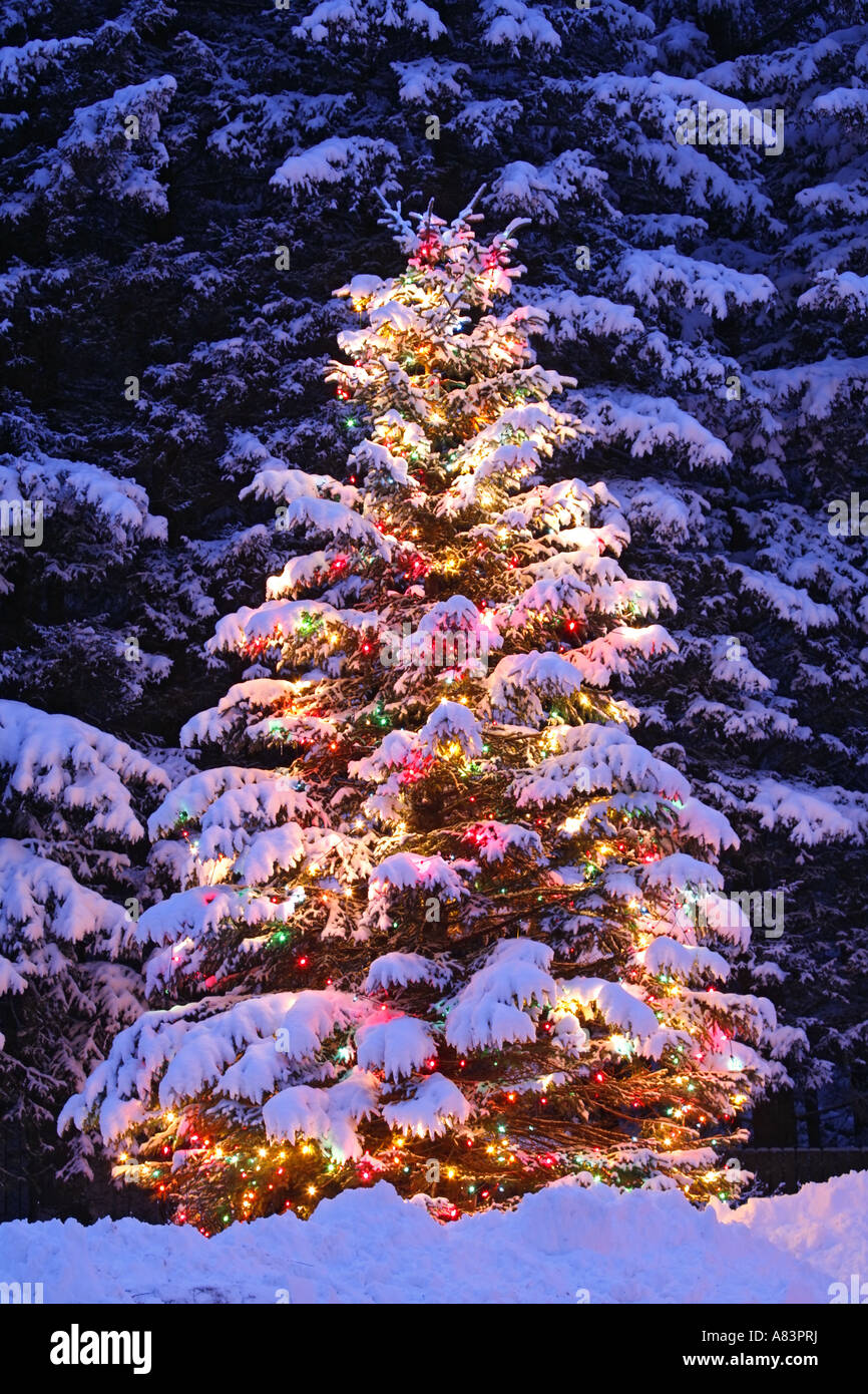 Ein Weihnachtsbaum im Freien in Seward Alaska Stockfoto