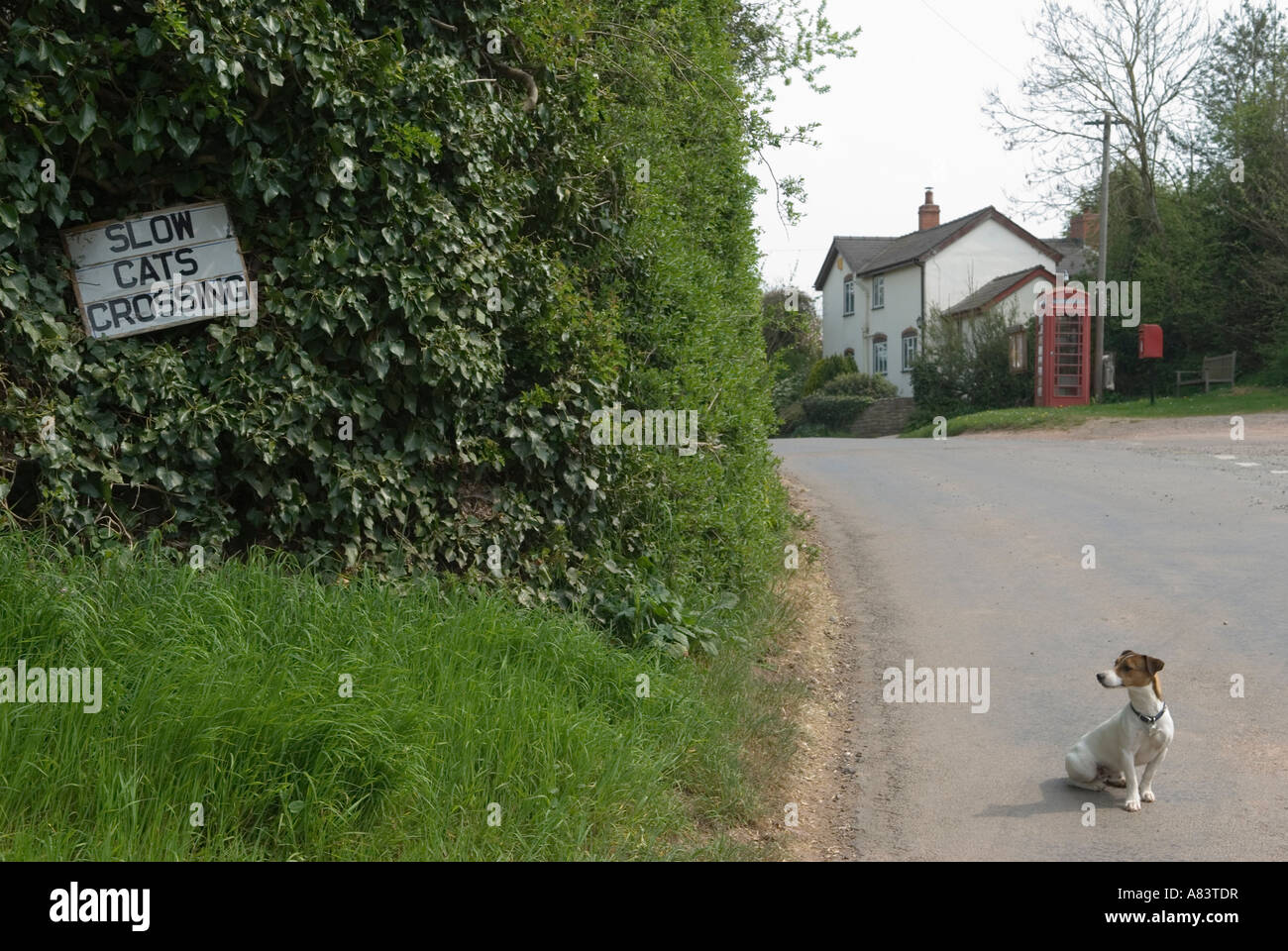 Lustige Tier foto Bild melden Langsam Katzen Kreuzung Ortsschild Ullingswick Herefordshire. England 2007 HOMER SYKES Stockfoto