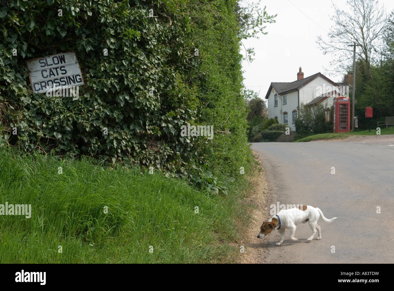 Langsame Katzen Crossing Ortsschild Ulliswick Herefordshire, England Stockfoto