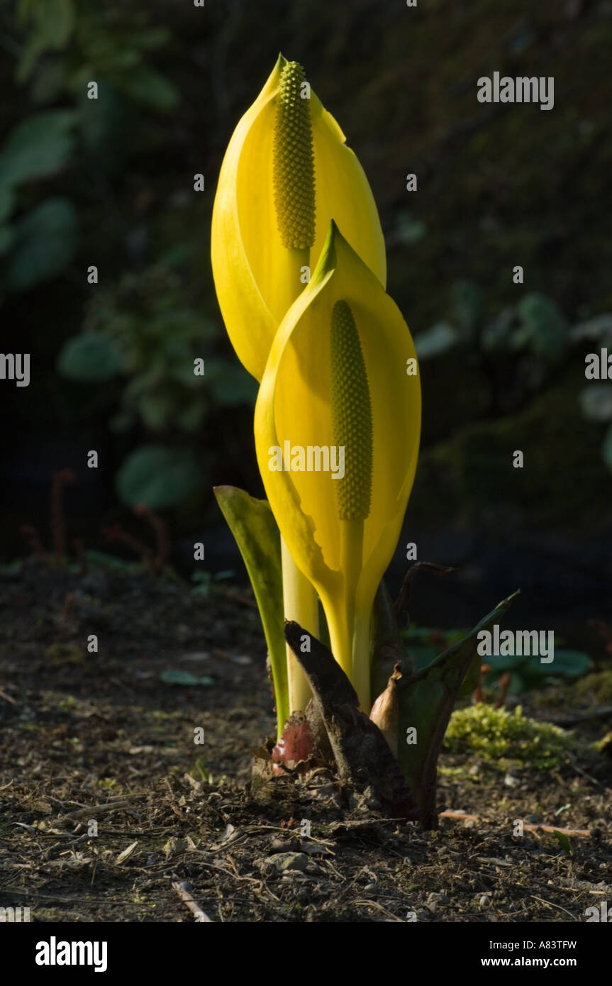 Gelbe Skunk Cabbage (Lysichiton Americanus) Blumen Hintergrundbeleuchtung April North Yorkshire Garden UK Stockfoto