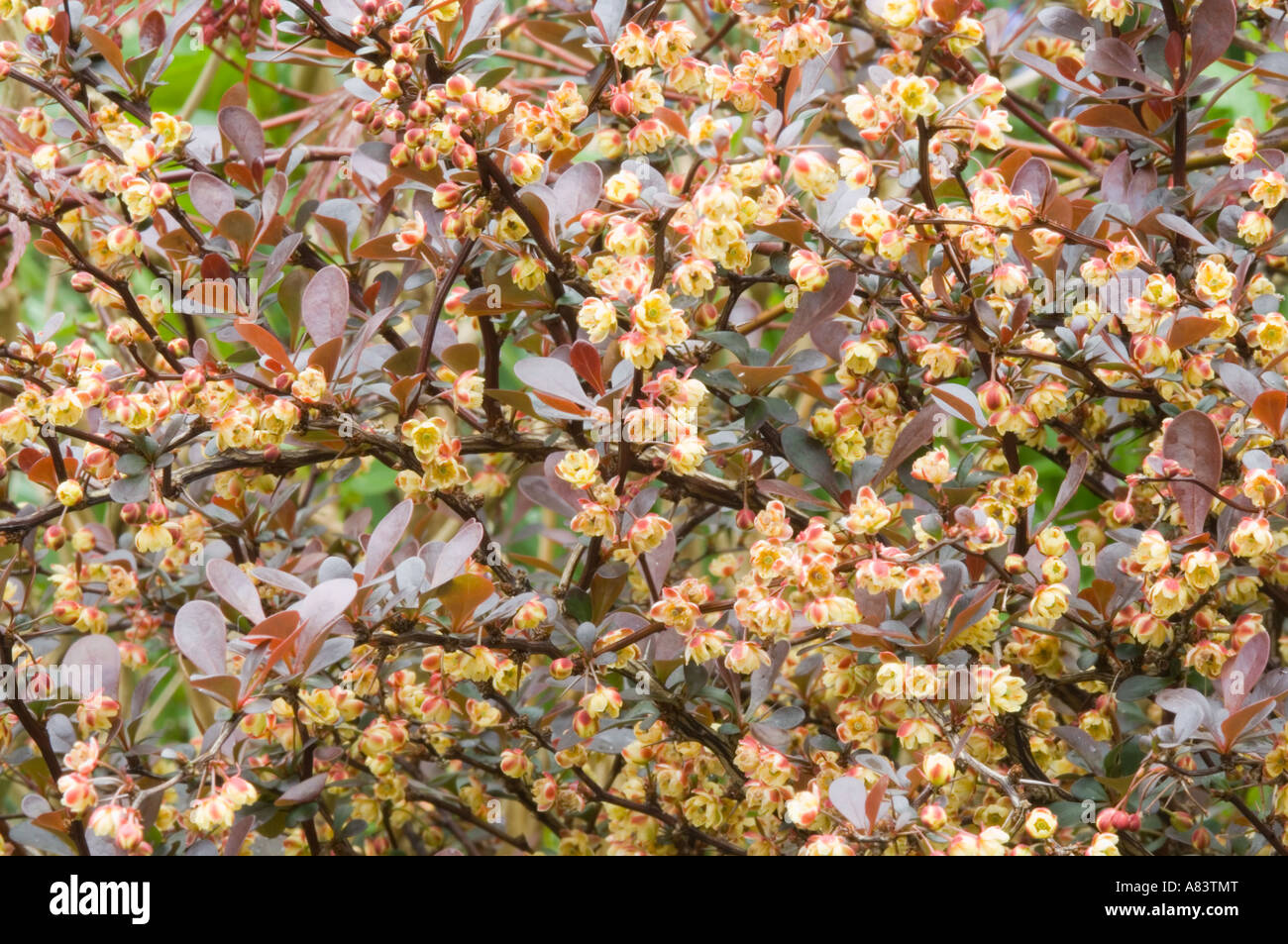 Berberis Thunbergii "Dart Red Lady" Blüte April West Yorkshire Garden UK Stockfoto