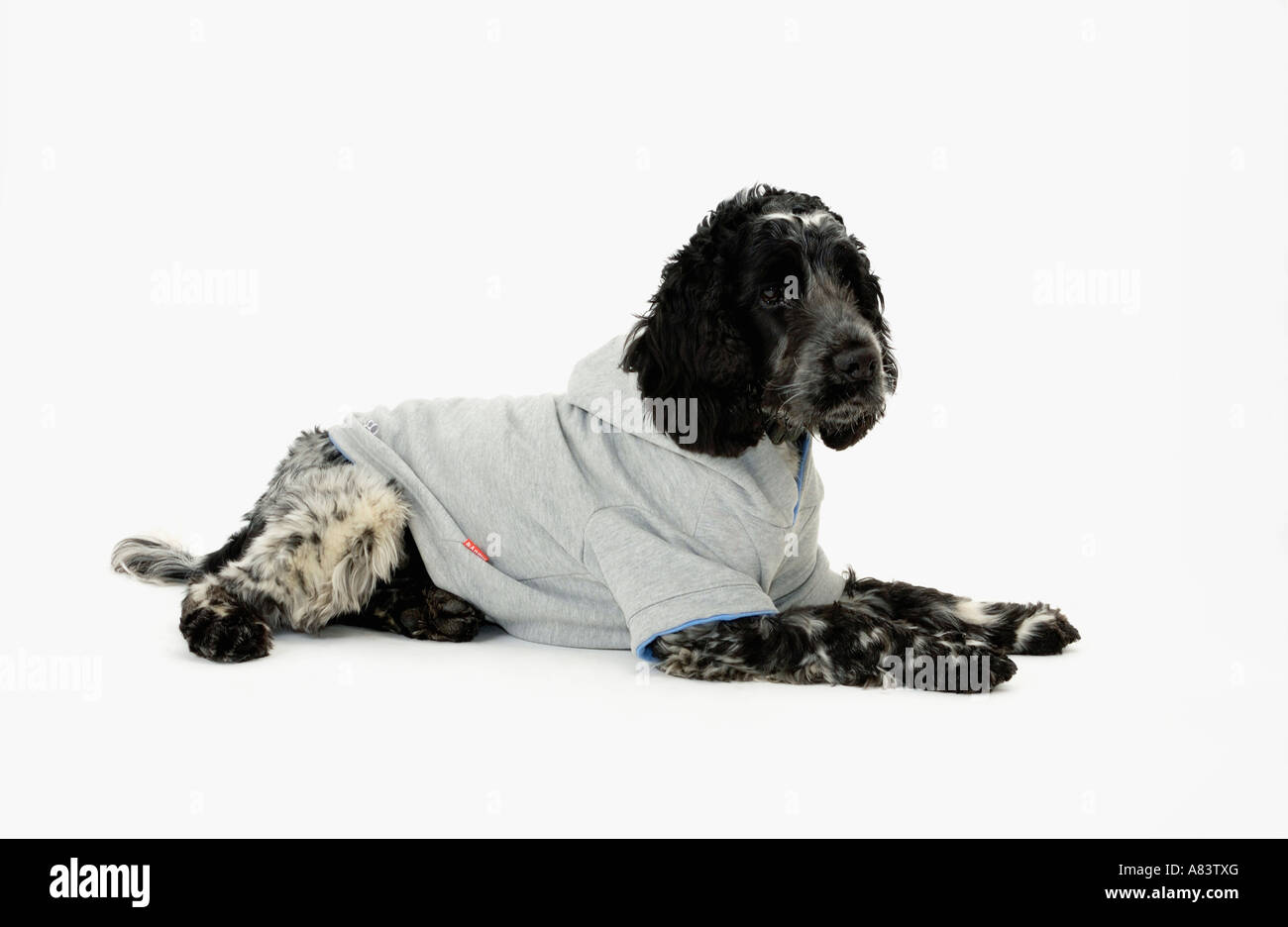 Cocker Spaniel Hund trägt t-shirt Stockfoto