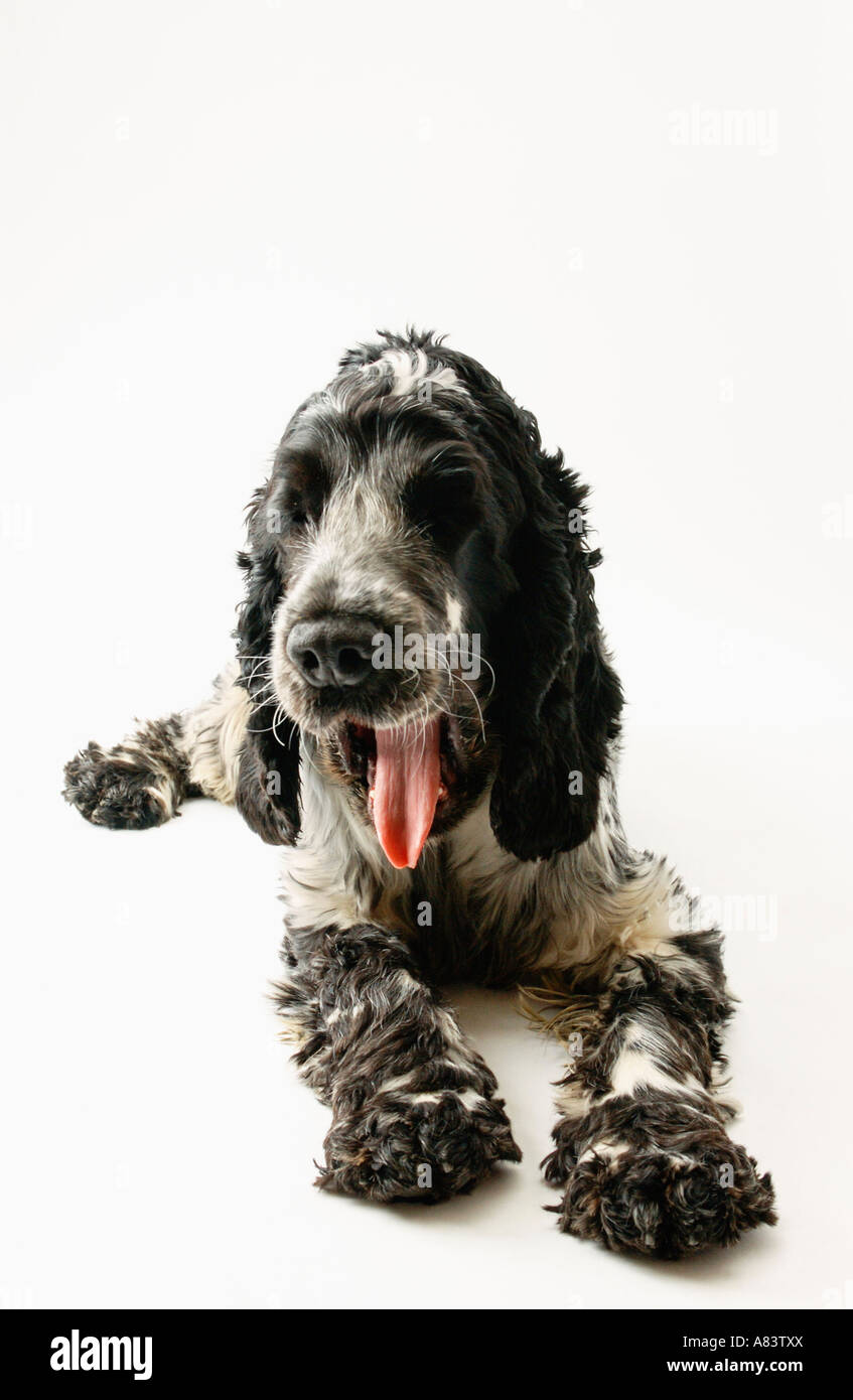 Cocker Spaniel Hund vor weißem Hintergrund Stockfoto
