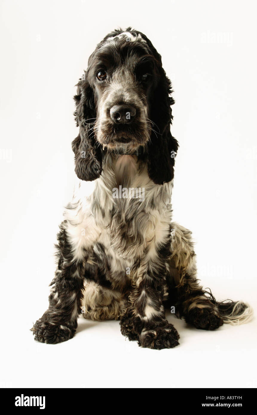 Cocker Spaniel Hund vor weißem Hintergrund Stockfoto