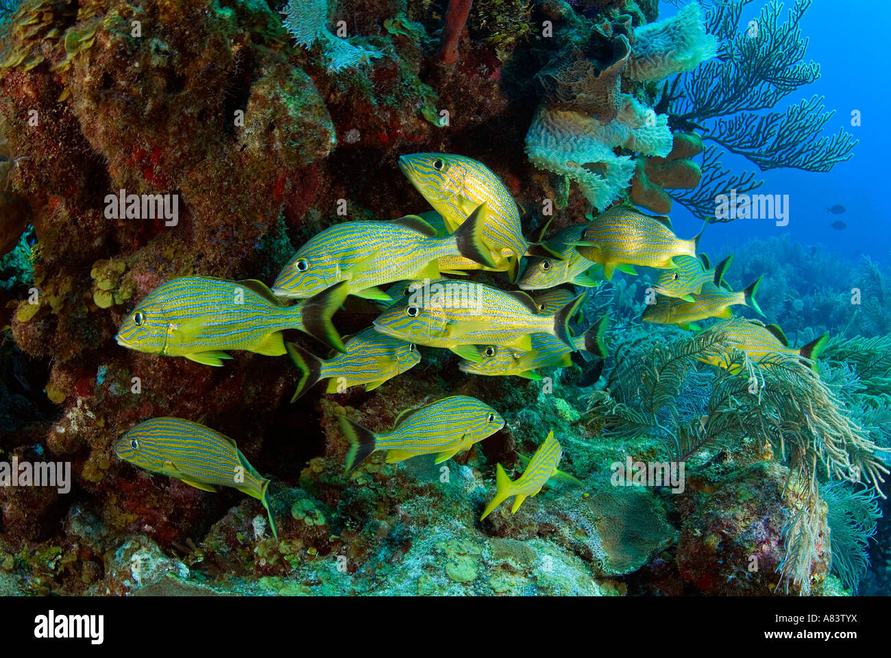 Blau gestreift Grunzen, Haemulon Sciurus, Fore Reef Middle Caye, Belize. Stockfoto